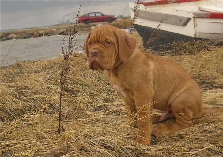 Dogue de bordeaux  Junker R.I.P.  22/12-09  - det er koldt her ved vandet billede 2