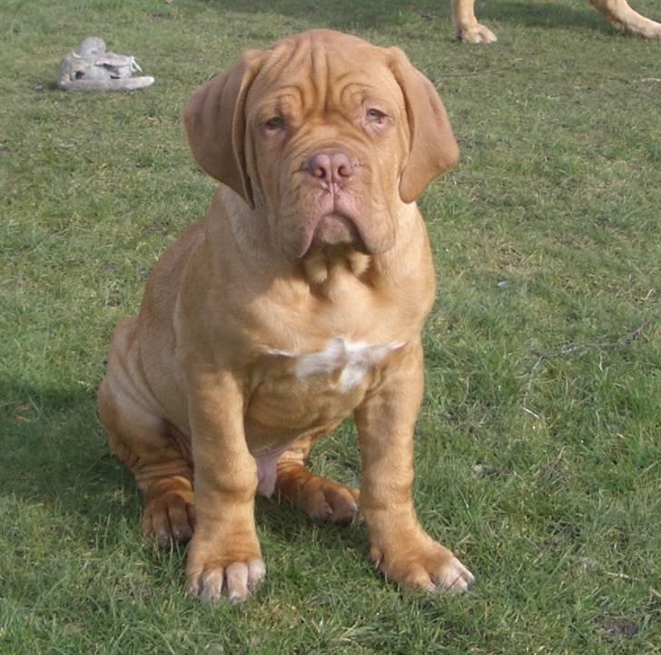 Dogue de bordeaux  Junker R.I.P.  22/12-09  billede 3