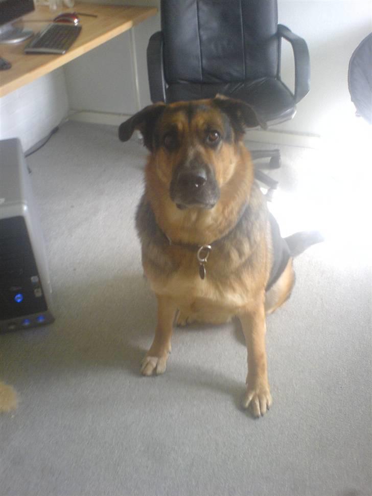 Blanding af racer Odin <3 ^Nye billeder^ billede 2