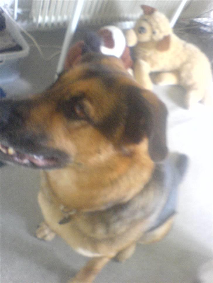 Blanding af racer Odin <3 ^Nye billeder^ billede 3