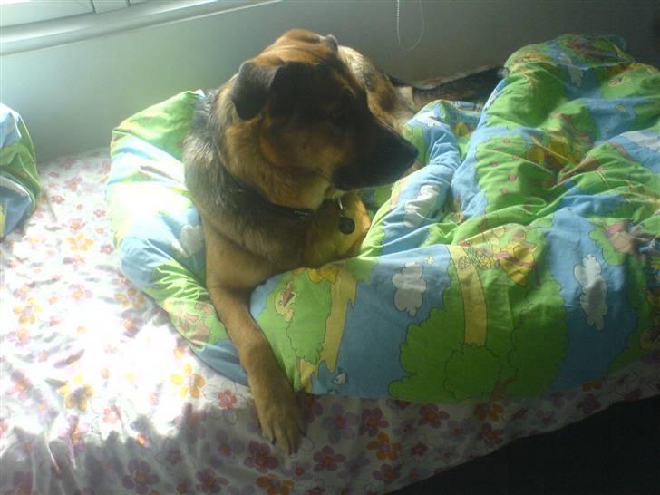 Blanding af racer Odin <3 ^Nye billeder^ billede 4