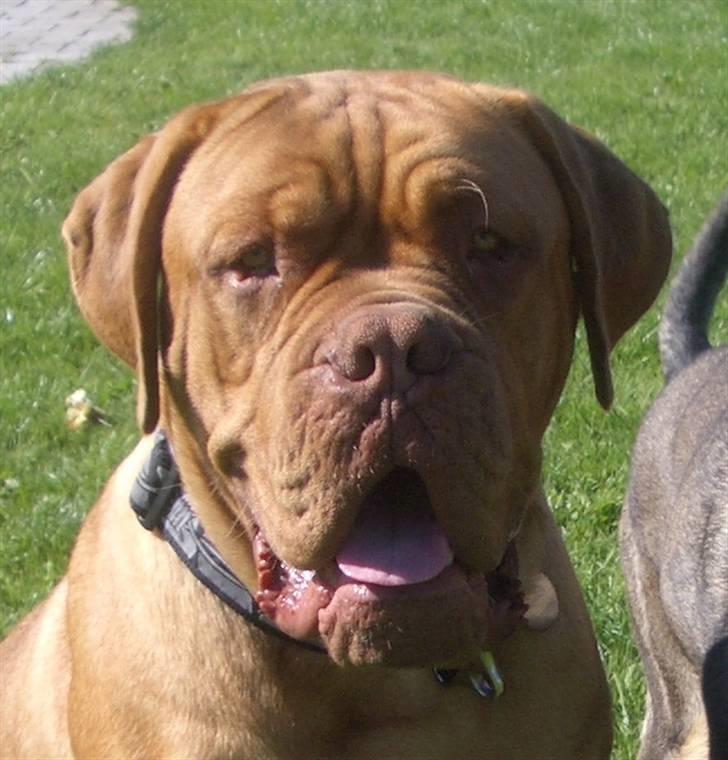 Dogue de bordeaux  Junker R.I.P.  22/12-09  - total afslapning billede 4