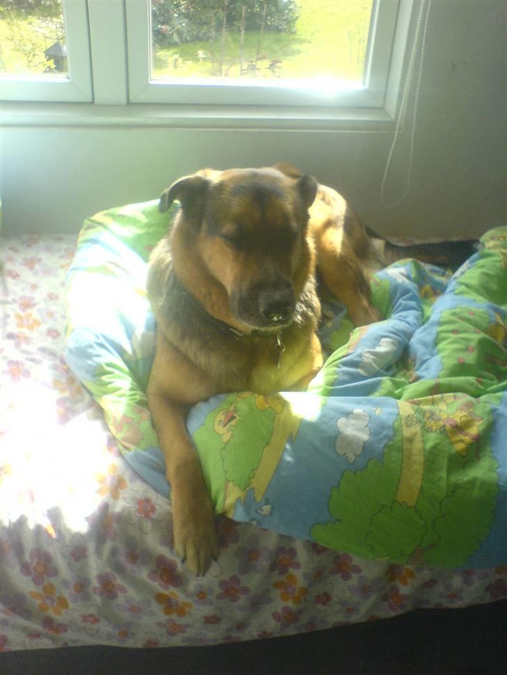 Blanding af racer Odin <3 ^Nye billeder^ billede 5