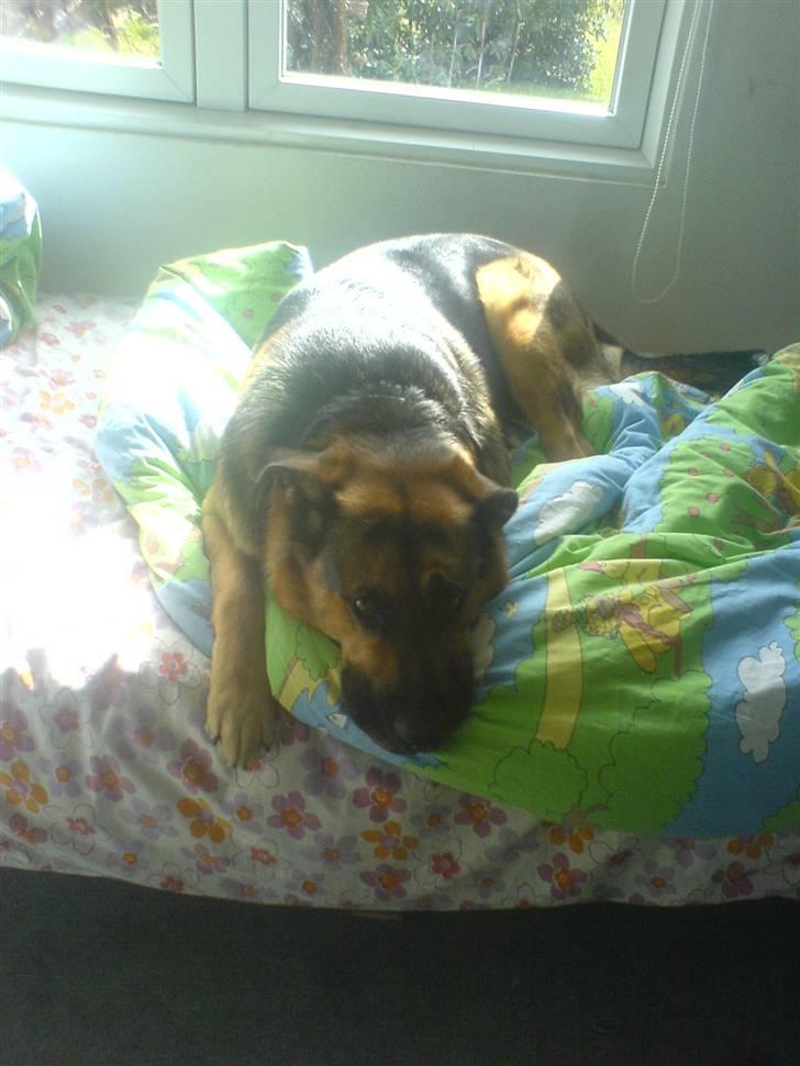 Blanding af racer Odin <3 ^Nye billeder^ billede 6