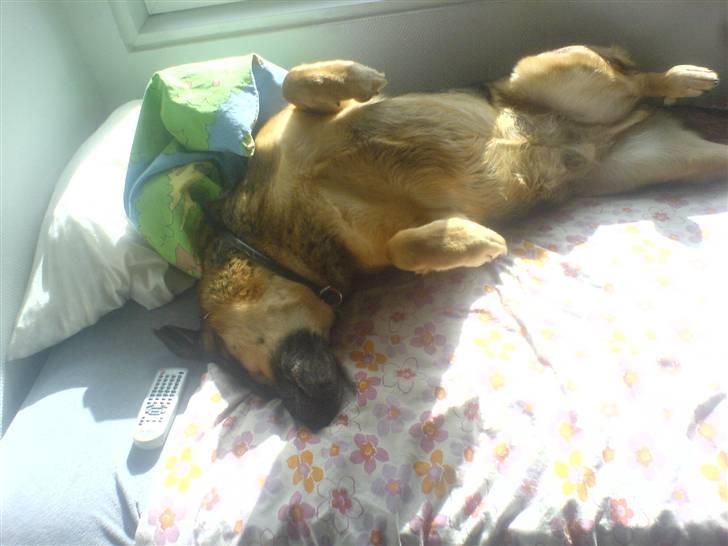 Blanding af racer Odin <3 ^Nye billeder^ billede 7