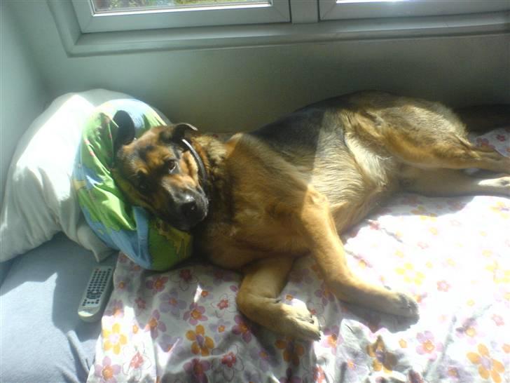 Blanding af racer Odin <3 ^Nye billeder^ billede 8