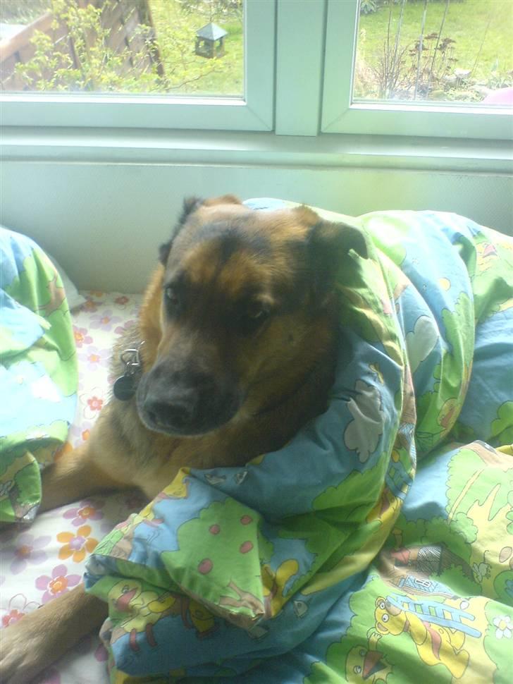 Blanding af racer Odin <3 ^Nye billeder^ billede 9