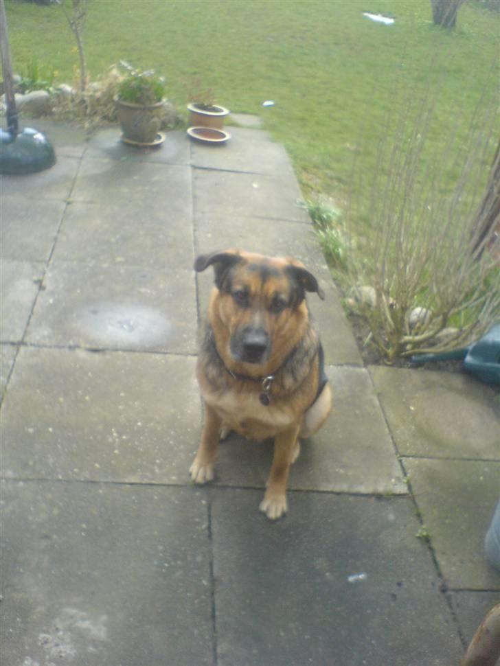 Blanding af racer Odin <3 ^Nye billeder^ billede 10