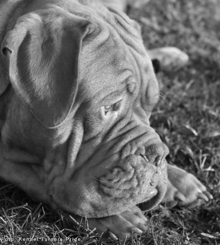 Dogue de bordeaux  Junker R.I.P.  22/12-09  billede 5