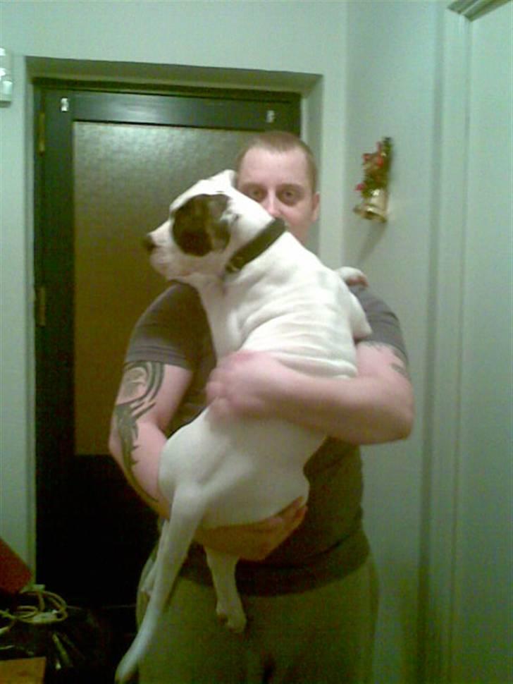 Amerikansk bulldog Shila billede 6