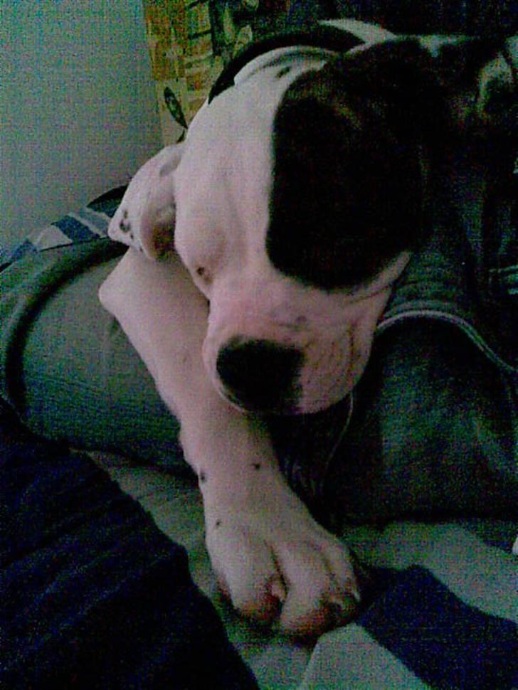 Amerikansk bulldog Shila billede 7