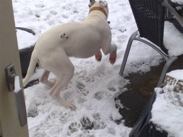 Amerikansk bulldog Shila billede 8