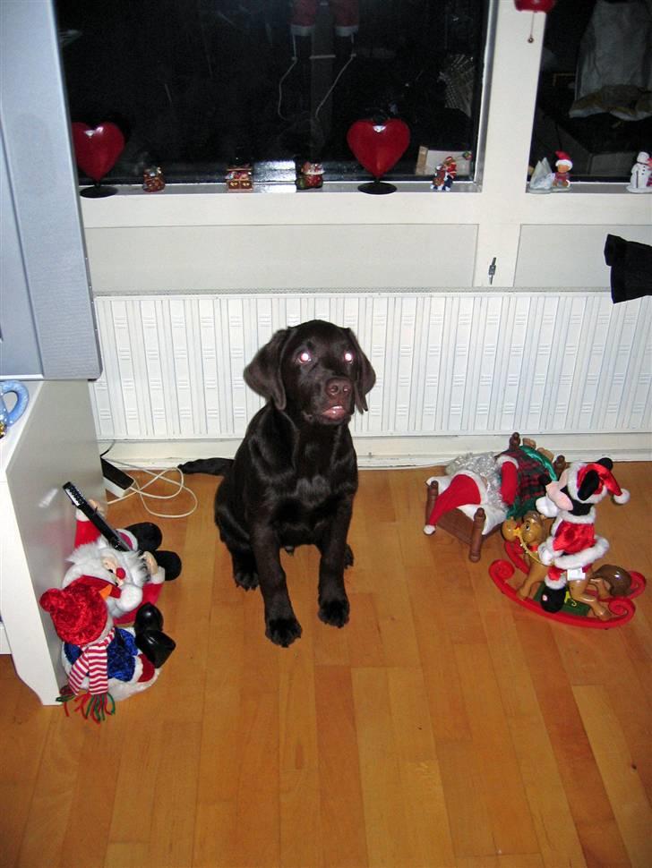 Labrador retriever Duncan - så skulle der tages julebillede billede 2