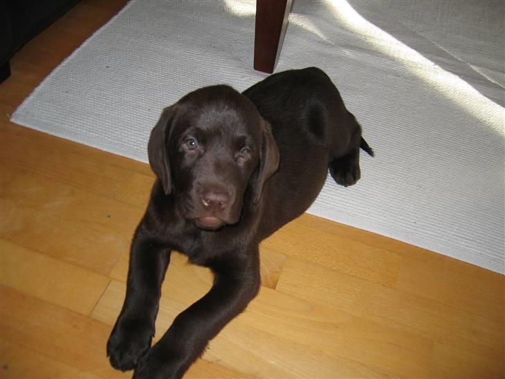 Labrador retriever Duncan - er jeg ikke sød billede 3