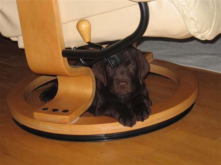 Labrador retriever Duncan - det er trygt at ligge her billede 4