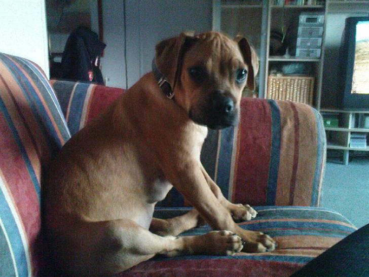 Blanding af racer Tyson billede 5