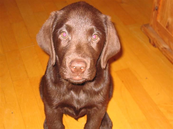 Labrador retriever Duncan - jeg sidder helt stille mor billede 5