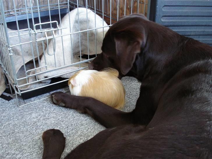 Labrador retriever Gordon - Gordon og hans mindste ven Tim.... Kraftigt overvåget.... billede 12