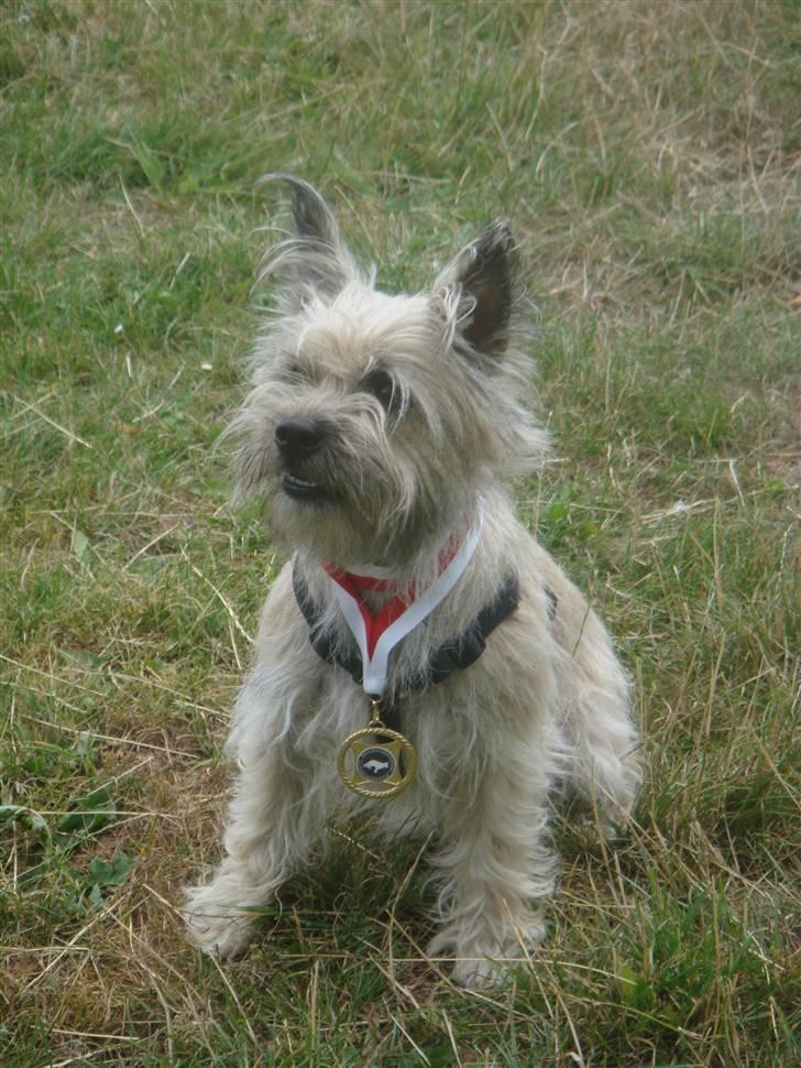 Cairn terrier Tofthus' Muffin - Muffin med hendes medalje. billede 1