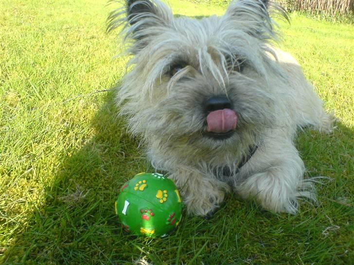 Cairn terrier Tofthus' Muffin - MMMHH!! Jeg har fået god aftensmad! billede 2