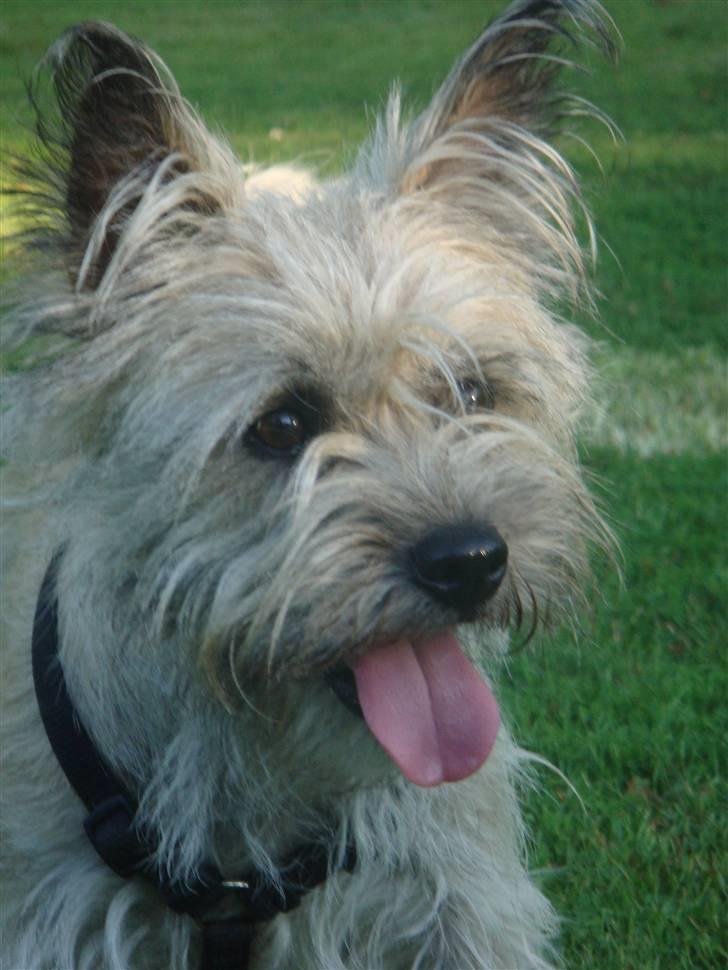 Cairn terrier Tofthus' Muffin - Jaaa!!!! Første gang i vandet, men det er stadig lidt farligt! billede 3