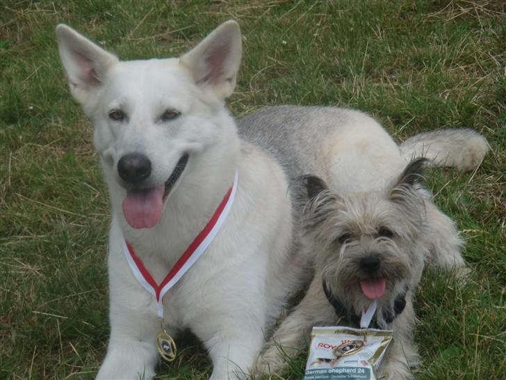 Cairn terrier Tofthus' Muffin - "Se mig og Nivi! Er vi ikke bare fine?"  billede 4