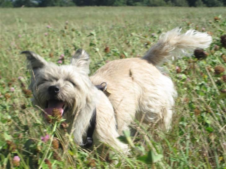Cairn terrier Tofthus' Muffin - "Det er sjovt på marken!" <3 billede 5