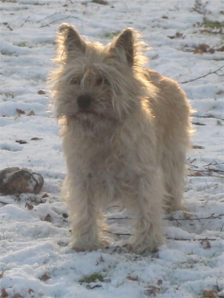 Cairn terrier Tofthus' Muffin - Dejjlig da i sneen ;b billede 6