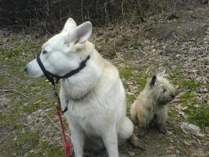 Cairn terrier Tofthus' Muffin - Hvad kan du se Nivi?? Jeg kan se en fugl.. billede 7