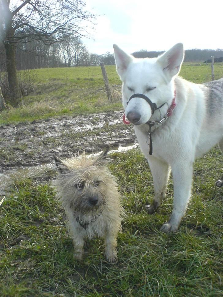 Cairn terrier Tofthus' Muffin - Nivi: Muffin altså!!!! Jeg får vand i øjnene!!!!! billede 8