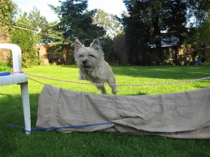 Cairn terrier Tofthus' Muffin - Muffin springer for første gang :) billede 9