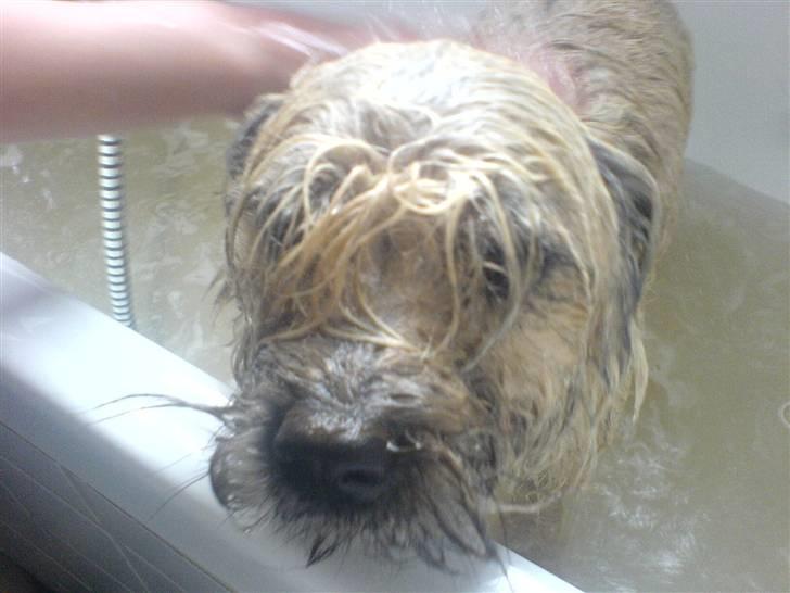 Cairn terrier Tofthus' Muffin - Muffin i bad! Hehe billede 10