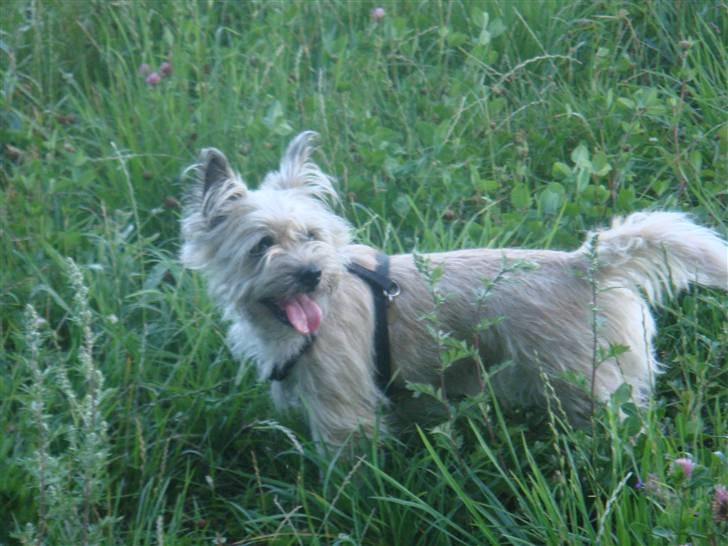 Cairn terrier Tofthus' Muffin - "Hov hvad er det jeg ser ?" billede 11