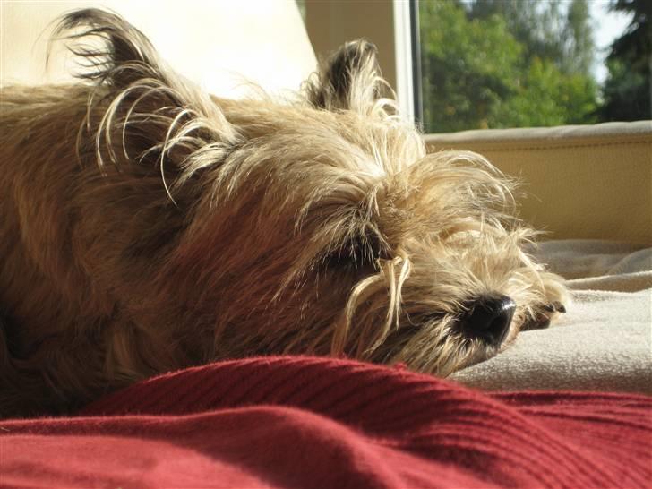 Cairn terrier Tofthus' Muffin - "Uphh Nu er jeg trææt :O" <3 billede 12