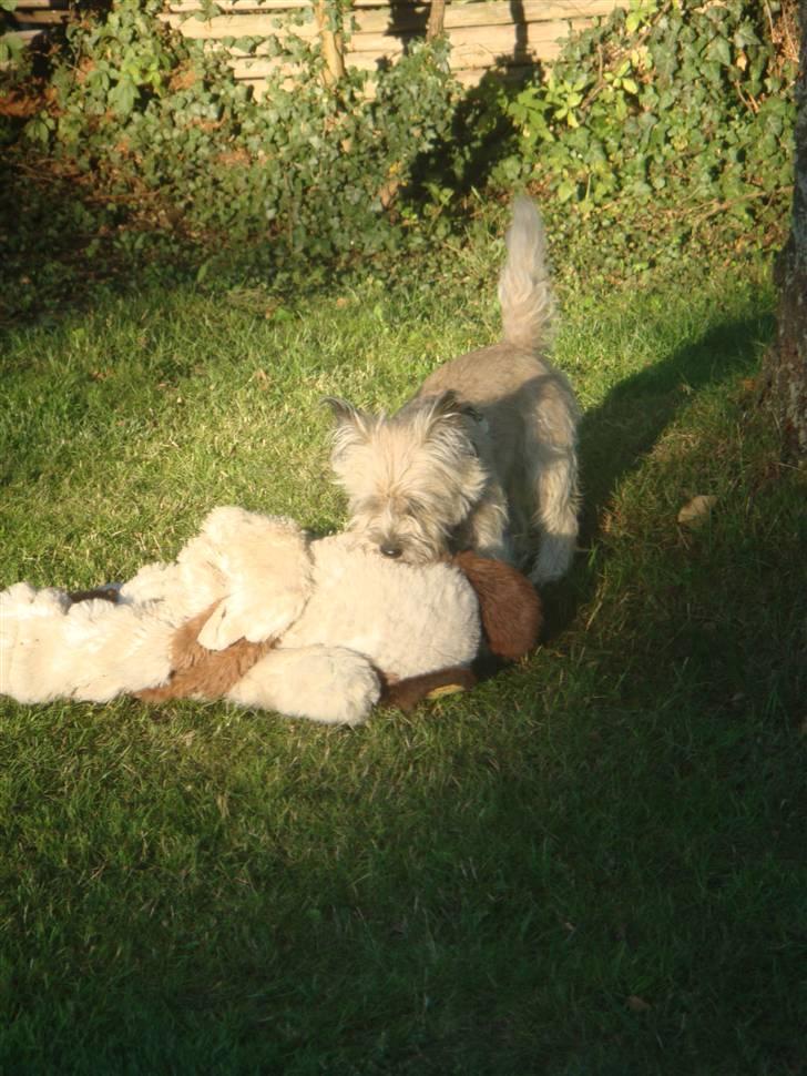 Cairn terrier Tofthus' Muffin - "Grr.. Nu dræber jeg dig din dumme bamse" billede 13