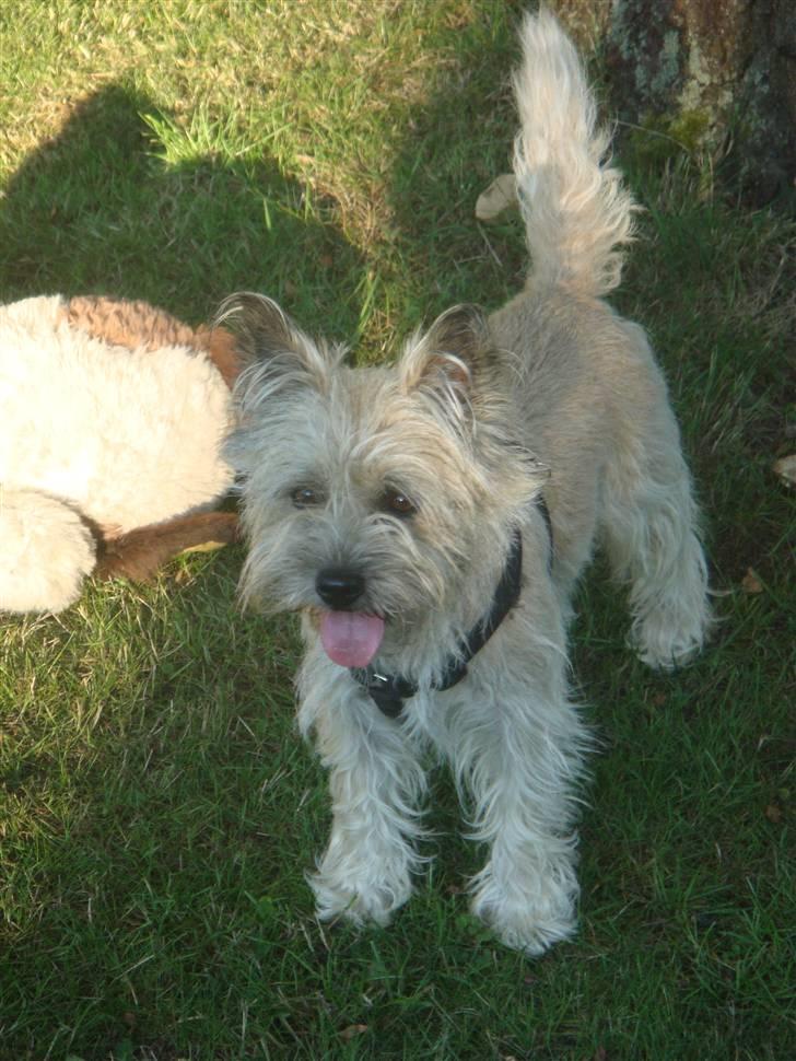 Cairn terrier Tofthus' Muffin - Halløj´sa ! billede 14