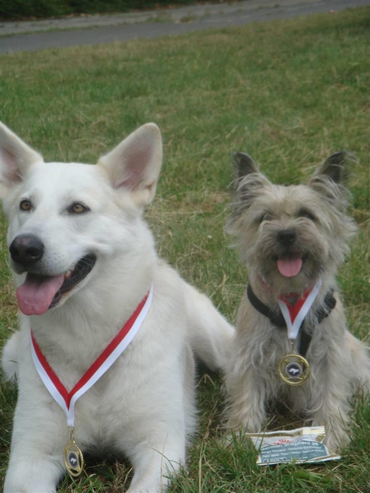 Cairn terrier Tofthus' Muffin - Muffin og Nivi har lige fået deres Medaljer. billede 15