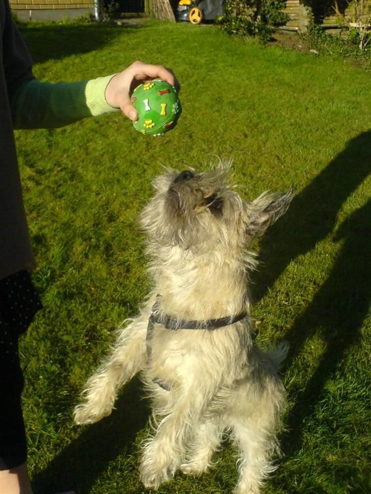 Cairn terrier Tofthus' Muffin - Efter boolden!! billede 16