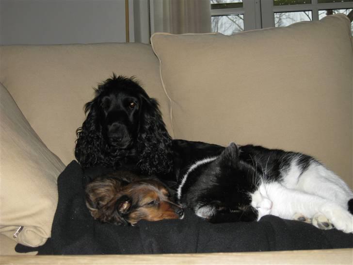 Dværggravhund Fie - Hygge i sofaen.. billede 6