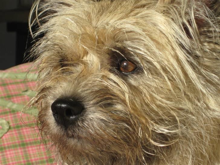Cairn terrier Tofthus' Muffin - "Uhh hvad var det i haven =)" billede 17