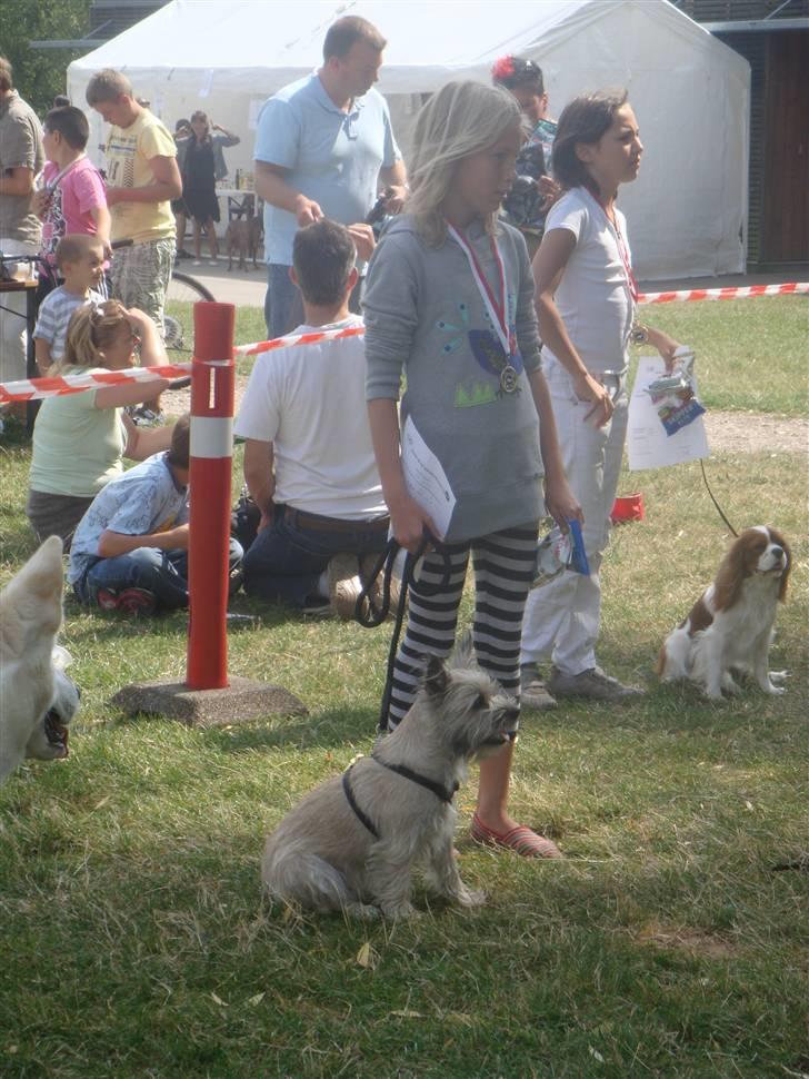 Cairn terrier Tofthus' Muffin - Her får mig og Muffin vores medalje. billede 18