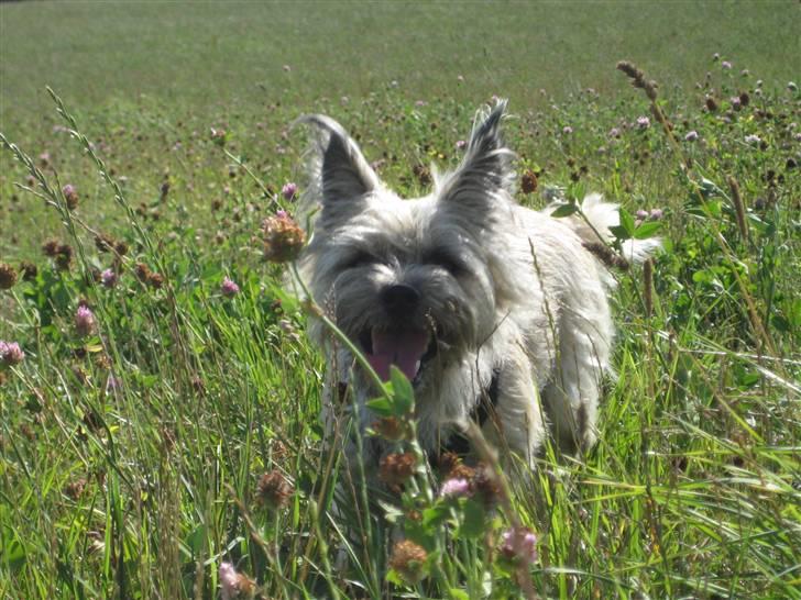 Cairn terrier Tofthus' Muffin - Er jeg ikke bare SMUK!!!! billede 19