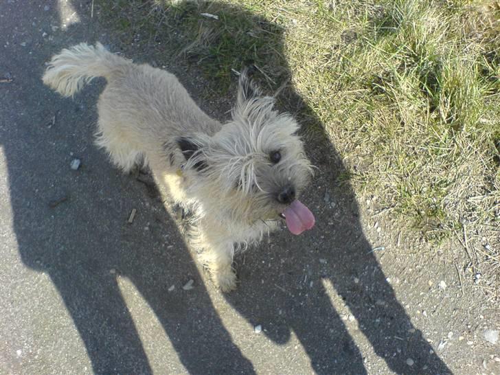 Cairn terrier Tofthus' Muffin - Muffin hygger sig i skyggen! billede 20