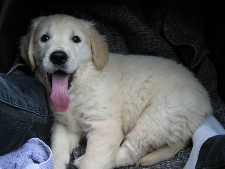 Golden retriever Lapija´s Bianca - på vej til mit nye hjem.. jubii billede 1