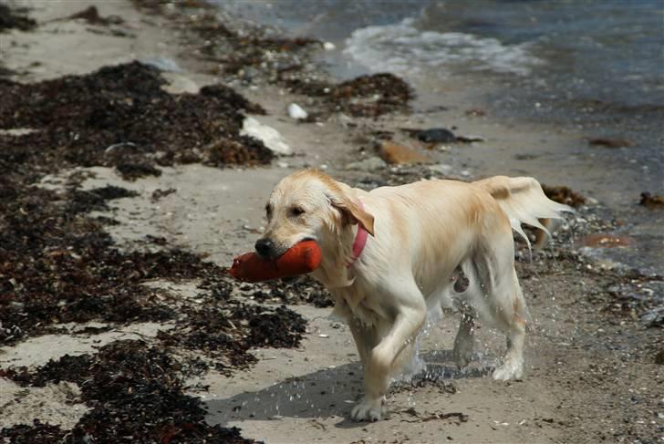 Golden retriever Lapija´s Bianca billede 7