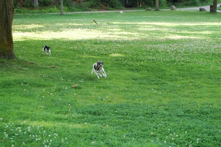 Dansk svensk gaardhund Joy  - !!! Thilde !!! du kan bare vente dig :P  billede 6