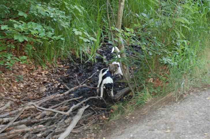 Dansk svensk gaardhund Joy  - Uhyggelige hunde :P  billede 7