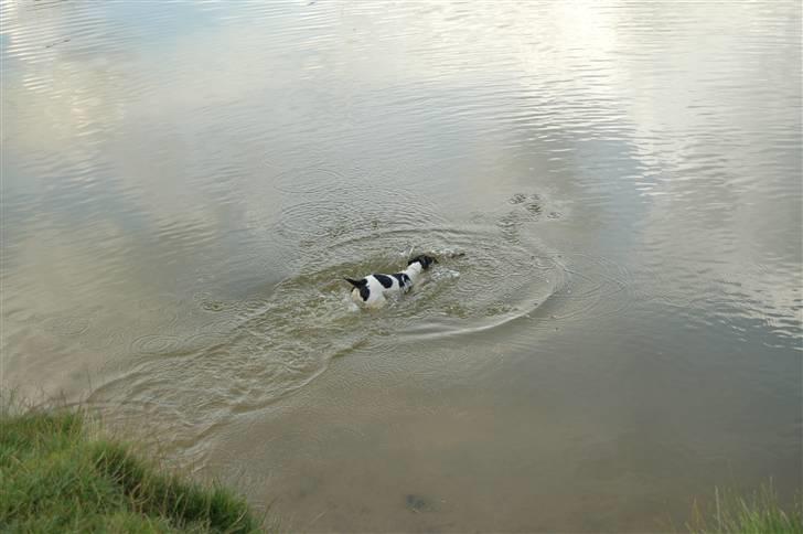 Dansk svensk gaardhund Joy  - Jeg skal nok redde dig pind :P  billede 8