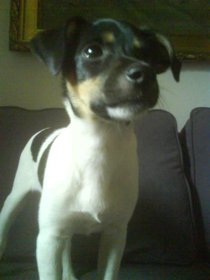 Dansk svensk gaardhund Joy  billede 9