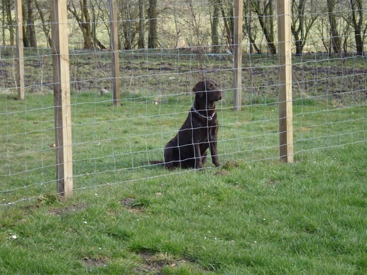 Labrador retriever Cocio - Her sidder dronningen :) billede 16